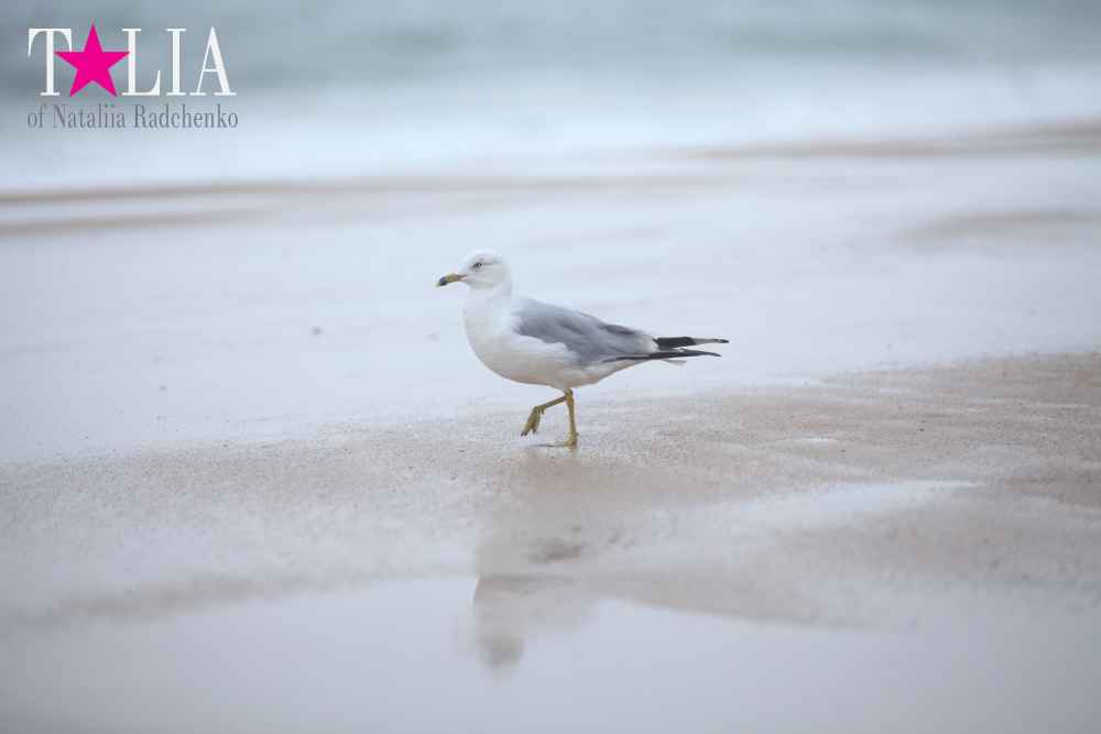 Бабье лето на пляже в Монтоке, штат Нью-Йорк (Indian summer on the beach in Montauk, NY)